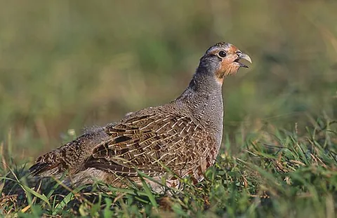 grey partridge: a game bird in the pheasant family, Perdix perdix