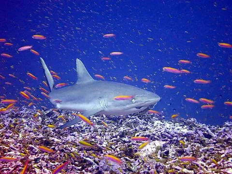 grey reef shark: a species of requiem shark, Carcharhinus amblyrhynchos