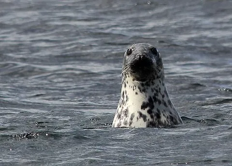 grey seal: a seal species (Halichoerus grypus)