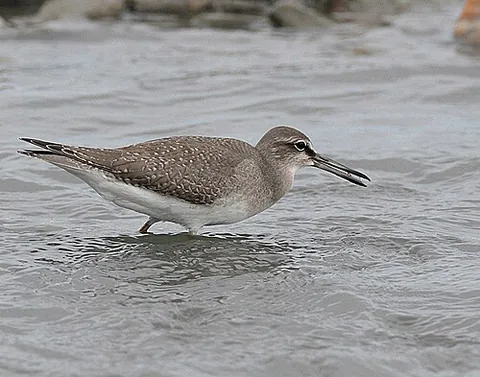 grey-tailed tattler: a species of shorebird, Tringa brevipes, of east Asia, Australasia, and Beringia
