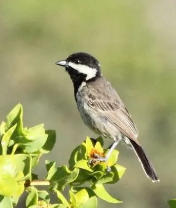 grey tit: melaniparus afer, a small bird of the tit family Paridae