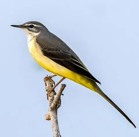 grey wagtail: a small passerine bird in the family Motacillidae (Motacilla cinerea)