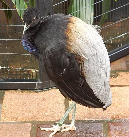 grey-winged trumpeter: psophia crepitans, a member of a small family of birds, the Psophiidae, which occur only in the...