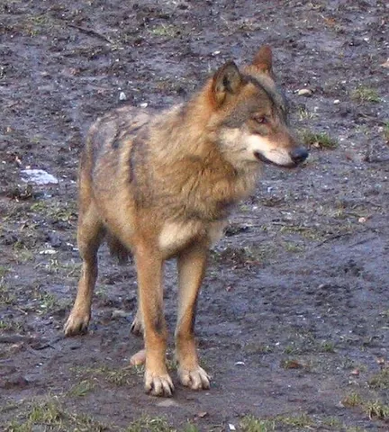 grey wolf: a large canid, Canis lupus, once found throughout forested areas of northern Europe, Asia and...