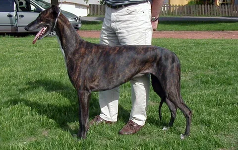greyhound: a lean breed of dog used in hunting and racing