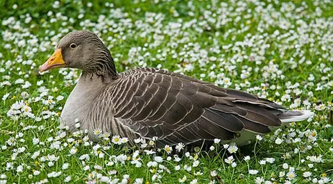 greylag goose: anser anser, a goose that breads in northern Eurasia and winters in semitropical Asia