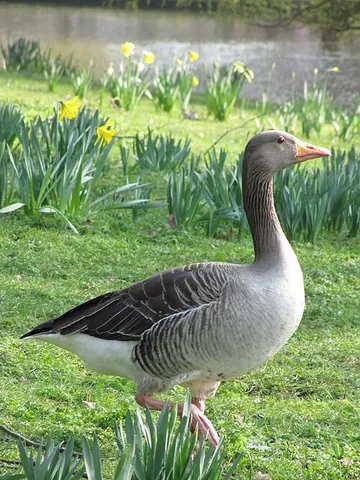 greylag: a large grey European goose, Anser anser, with pink legs and dull orange beak