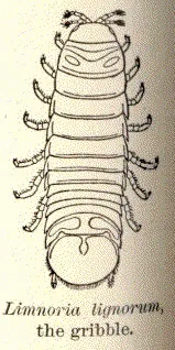 gribble: any of various wood-boring marine crustaceans of the genus Limnoria, especially Limnoria lignorum,...