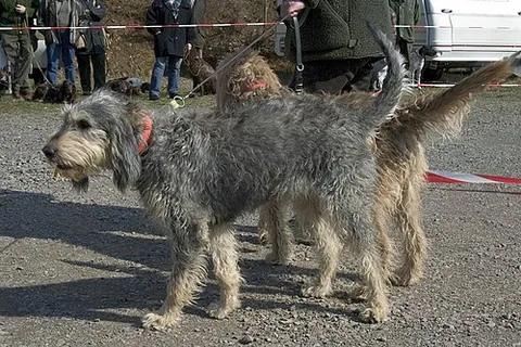 griffon nivernais: a breed of dog of the scenthound type, originating in France