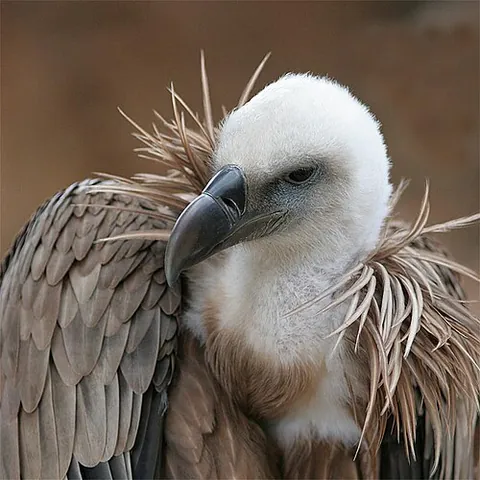 griffon vulture: a large Old World vulture, Gyps fulvus, native to mountainous areas from Iberia to Burma