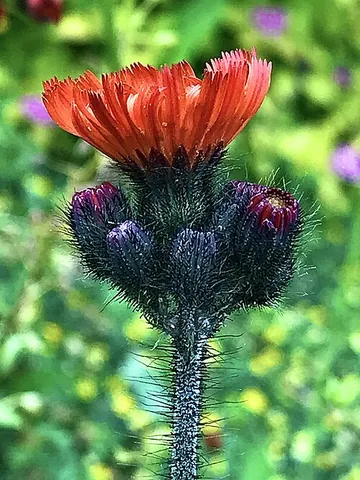 grim-the-collier: synonym of orange hawkweed (Pilosella aurantiaca)