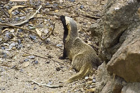 grison: a small, carnivorous South American mammal, of the genus Galictis, somewhat resembling a weasel