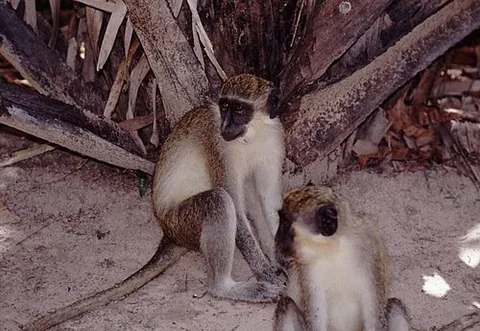 grivet: an Old World monkey, Chlorocebus aethiops, with long white tufts of hair along the sides of the face