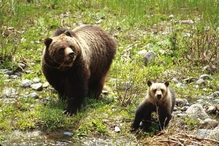 grizzly bear: a large North American subspecies, Ursus arctos horribilis, of the brown bear