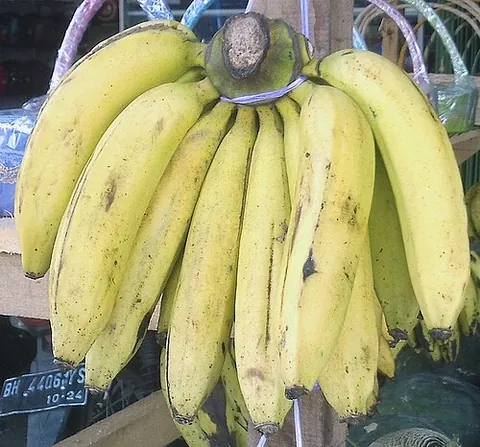 gros michel: a triploid cultivar of banana, popular in the early 20th century, predominant in the marketplace,...
