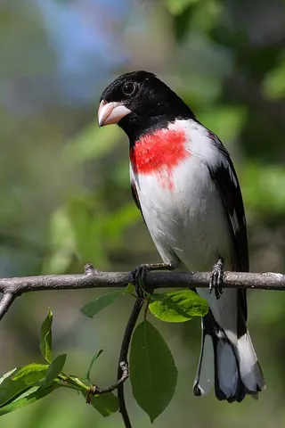 grosbeak: any of several finches and cardinals that have a large, powerful bill