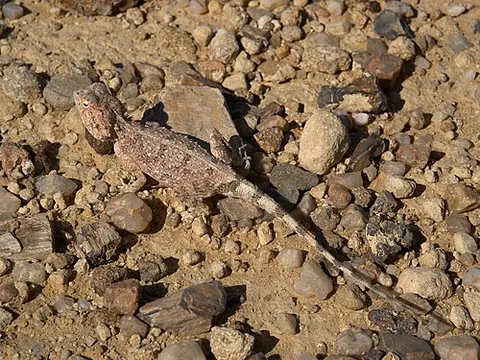 ground agama: a species of agamid lizard, Agama aculeata, found in most of sub-Saharan Africa
