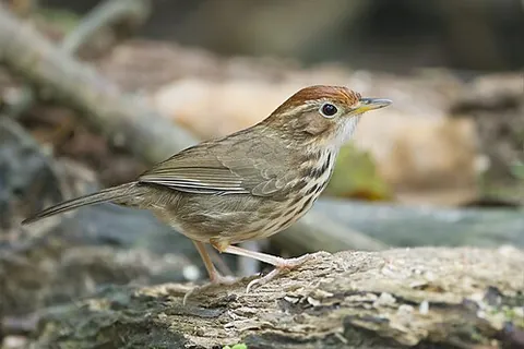 ground babbler: a passerine bird of the family Pellorneidae