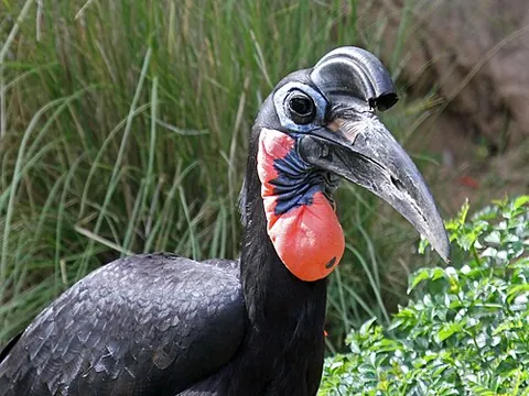 ground hornbill: either of two large African ground-dwelling birds in the family Bucorvidae