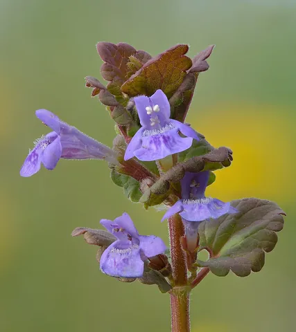 ground ivy: glechoma hederacea, an aromatic, perennial, evergreen creeper of the mint family Lamiaceae