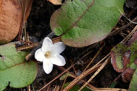 ground laurel: epigaea repens, a low, spreading shrub found throughout eastern North America