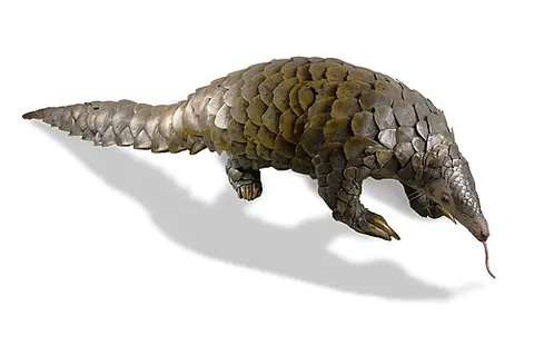 ground pangolin: a pangolin of species Smutsia temminckii (syn. Manis temminckii)