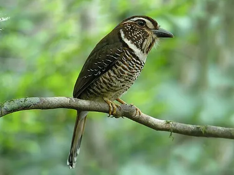 ground roller: any of the Brachypteraciidae, a small family of non-migratory near-passerine birds restricted to...