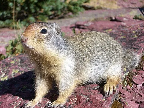 ground squirrel: any of a number of medium-sized squirrel-like burrowing rodents of the tribe Marmotini (i.e.,...