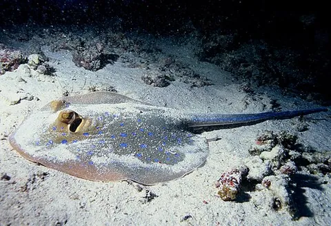 groundfish: any of many fish that swim near the seafloor: a demersal fish