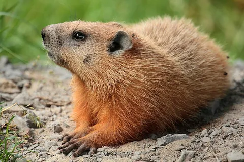 groundhog: a red-brown marmot, Marmota monax, native to North America