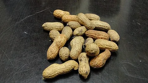 groundnut: a climbing vine, Apios americana, of eastern North America, having fragrant brownish flowers and...