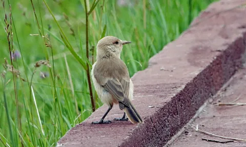 groundpecker: a species of bird in the tit family Paridae, Pseudopodoces humilis