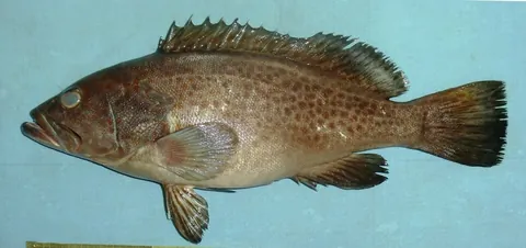 grouper: any of various large food and game fishes of the subfamily Epinephelinae, especially the genera...