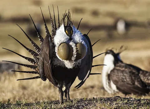 grouse: any of various game birds of the subfamily Tetraoninae which inhabit temperate and subarctic...