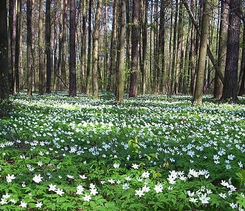 grove: a small forest