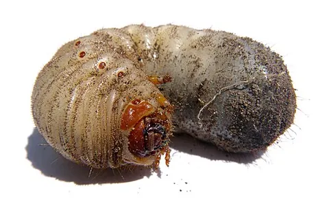 grub: an insect, especially a beetle, at an immature stage of its life cycle