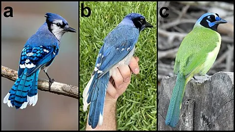 grue jay: the hybrid offspring of the green jay (Cyanocorax luxuosus) and blue jay (Cyanocitta cristata)