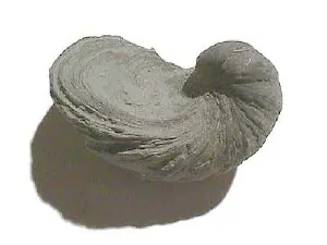 gryphaea: any of the genus †Gryphaea of extinct gryphaeid oysters, devil's toenails