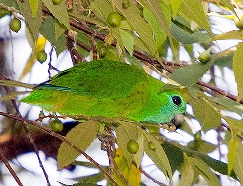 guaiabero: a species of parrot (Bolbopsittacus lunulatus) endemic to the Philippines