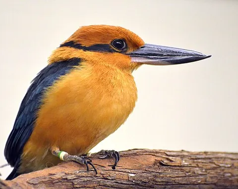guam kingfisher: a species of kingfisher, Todiramphus cinnamominus, native to Guam
