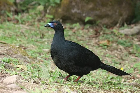 guan: any (member) of several species of birds in the genera Aburria, Chamaepetes, Oreophasis, Penelope,...