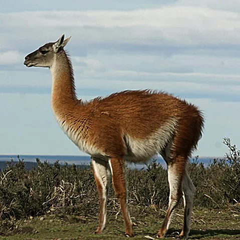 guanaco: a South American ruminant (Lama guanicoe), closely related to the other lamoids, the alpaca, llama,...