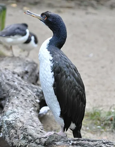 guanay cormorant: a species of bird, Leucocarbo bougainvilliorum, found in South America
