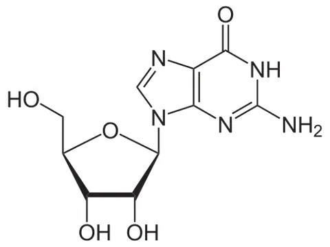 guanosine: a nucleoside derived from guanine and ribose