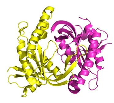 guanylate cyclase: a lyase enzyme that synthesizes cGMP from GTP