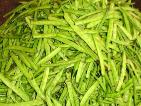 guar: an annual legume (Cyamopsis tetragonoloba), used as a food for cattle and humans