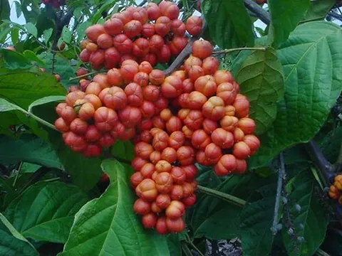 guarana: a tree, Paullinia cupana, native to Venezuela and northern Brazil