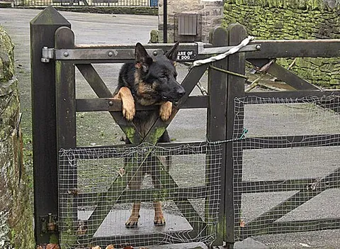 guard dog: a dog used to protect a property or its owner