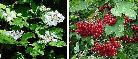 guelder rose: a deciduous shrub (Viburnum opulus), having small white flowers