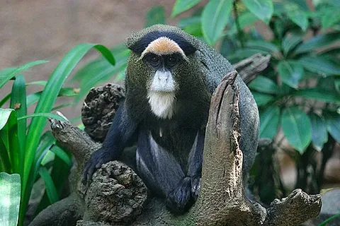 guenon: a member of the genus Cercopithecus of Old World monkeys, of sub-Saharan Africa, principally forests